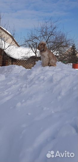 Вязка собак