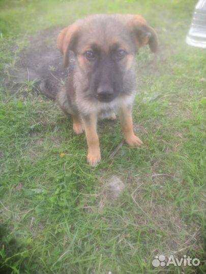 Собака в добрые руки отдам бесплатно