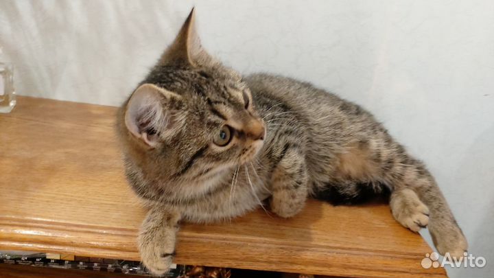 Кошечка в добрые руки