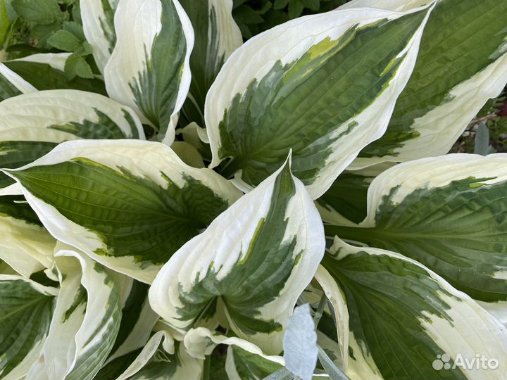 Хоста 5 видов