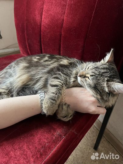 Кошечка в добрые руки