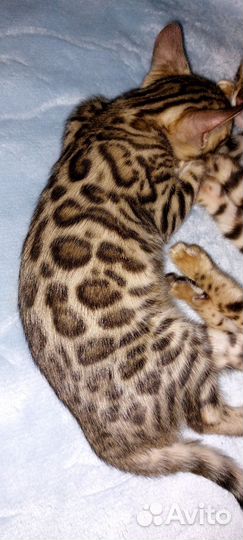 Бенгальская кошка