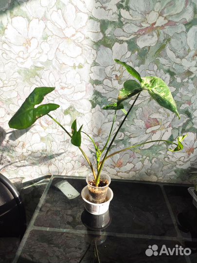 Сингониум панда