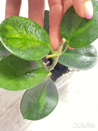 Хойя аустралис Hoya australis