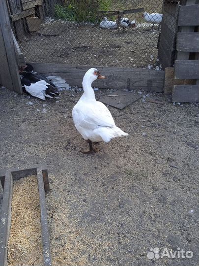 Инкубационное яйцо мускусной индоутки