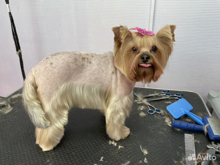 Стрижка собак