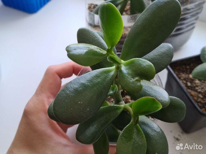 Крассула толстянка