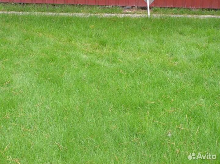 Овсяница красная красная райдер DSV