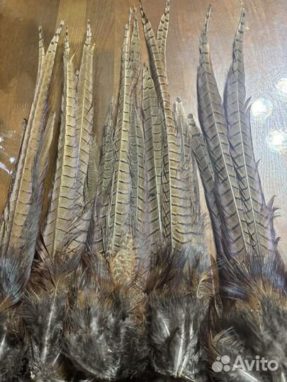 Перья фазана