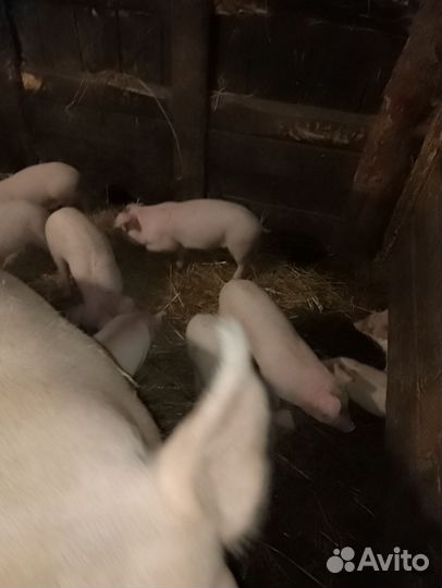 Поросята дюрок