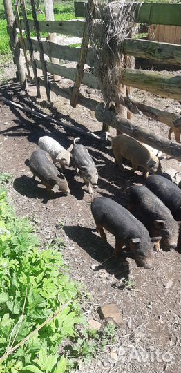 Венгерская мангалица