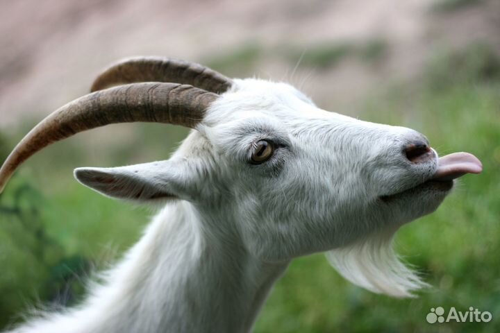 Козы на мясо
