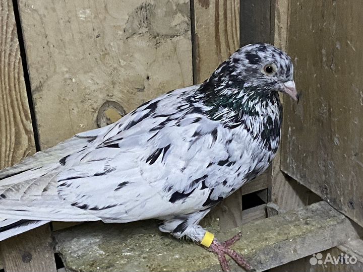 Голуби бакинцы мраморные