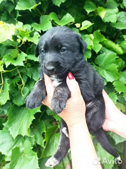 Отдам в добрые руки