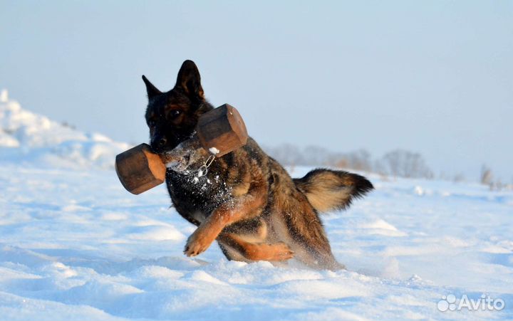 Спортивная дрессировка собак