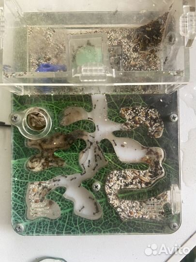 Муравьиная ферма с муравьями