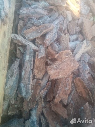 Растения кора сосны