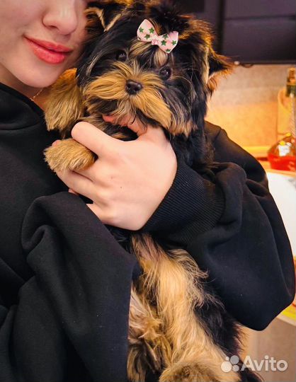 Йоркширский терьер Девочка 4 месяца