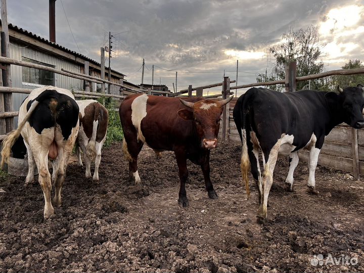 Продам двух быков и двух тёлок