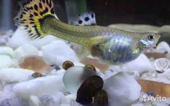 Аквариумная рыба, гуппи