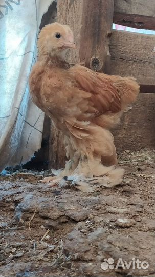 Петушок цыпленок