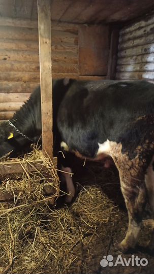 Телята бычки