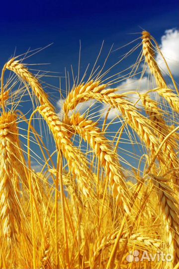 Зерно пшеница