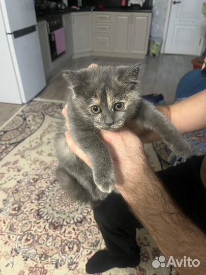 Прямоухие кошки