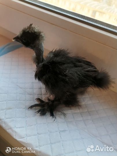 Цыплята шелковые, инкубационное яйцо