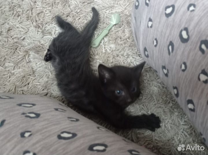 Котик-разбойник)