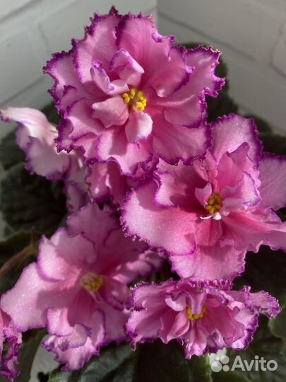 Фиалки, свежий срез