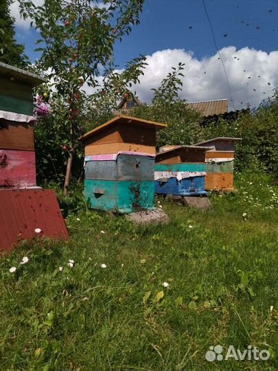 Продам пчёл