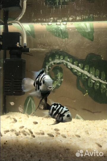 Аквариумные рыбки цихлиды