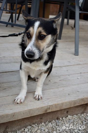 Собака мальчик Каспер 3 года