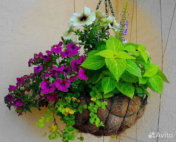 Комнатные растения цветы