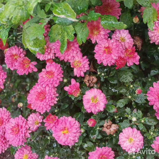 Хризантемы