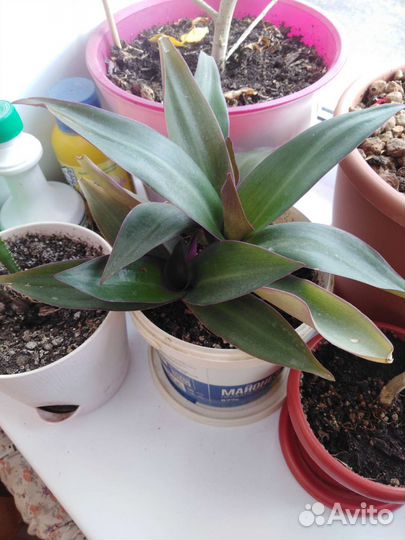 Комнатное растение традесканция