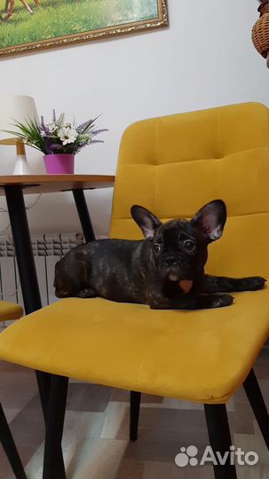 Французский бульдог щенки