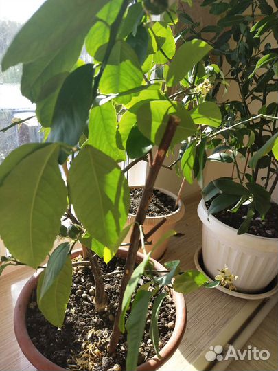 Лимон, лайм,мандарин,кинкан