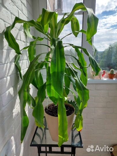 Драцена Массанжеана