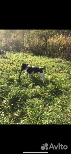 Щенок алабая