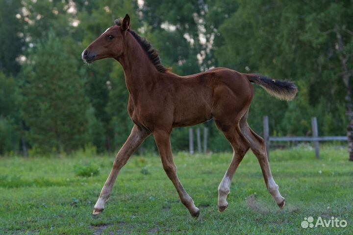 Спортивная тракененская помесь