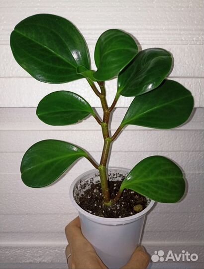 Пеперомия туполистная и перескиелистная