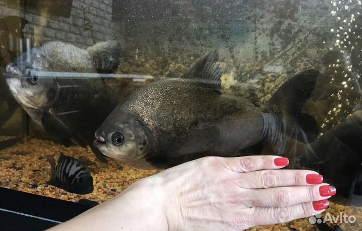 Пиранья паку