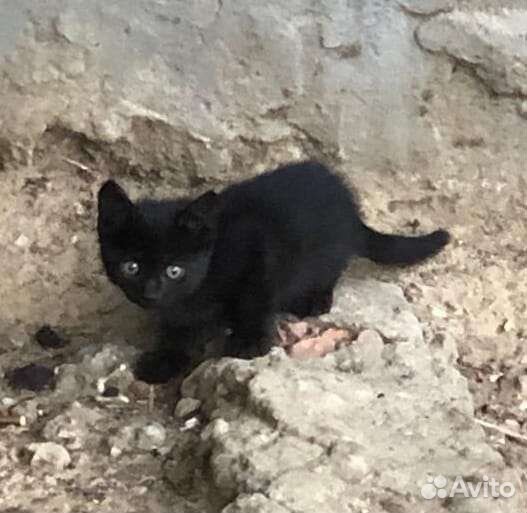 Кошки в добрые руки стерилиз