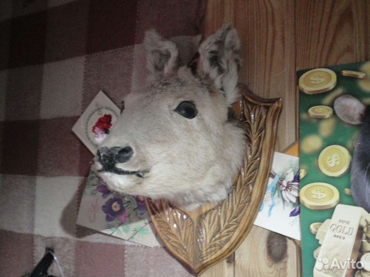 Чучело Косули