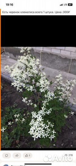 Клематис,Семенной картофель