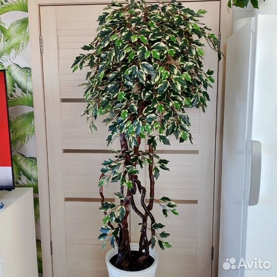 Фикус, бамбук