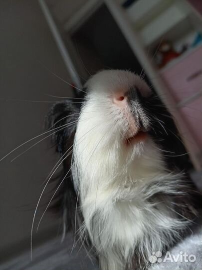 Разыскивают невест морские свинки породы шелти