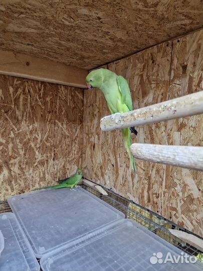 Ожереловый попугай